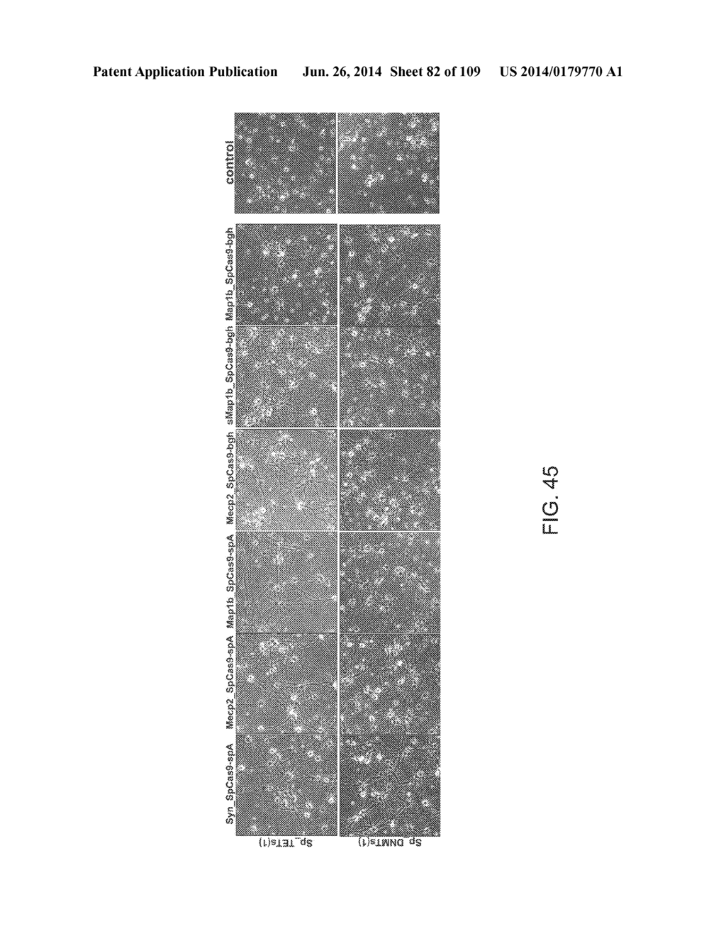 DELIVERY, ENGINEERING AND OPTIMIZATION OF SYSTEMS, METHODS AND     COMPOSITIONS FOR SEQUENCE MANIPULATION AND THERAPEUTIC APPLICATIONS - diagram, schematic, and image 83