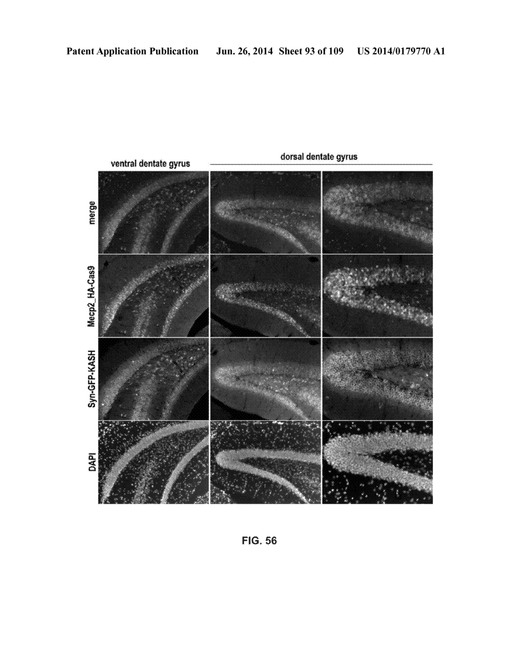 DELIVERY, ENGINEERING AND OPTIMIZATION OF SYSTEMS, METHODS AND     COMPOSITIONS FOR SEQUENCE MANIPULATION AND THERAPEUTIC APPLICATIONS - diagram, schematic, and image 94