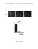 SMALL MOLECULE MODULATORS OF MICRORNA-34A diagram and image