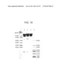 CONJUGATION METHODS diagram and image