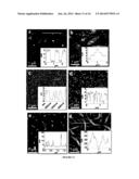 OLIGO- AND POLYFURANS, PREPARATION AND USES THEREOF diagram and image