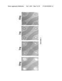 NUCLEIC ACID SAMPLE PREPARATION diagram and image