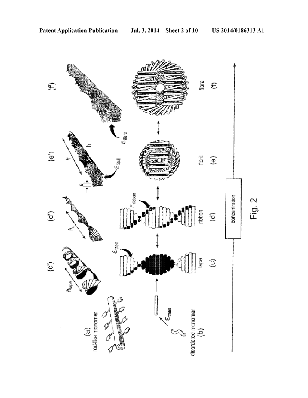 BETA SHEET TAPES RIBBONS IN TISSUE ENGINEERING - diagram, schematic, and image 03