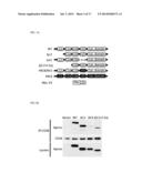 COMPOSITIONS TARGETING PKC-THETA AND USES AND METHODS OF TREATING     PKC-THETA PATHOLOGIES, ADVERSE IMMUNE RESPONSES AND DISEASES diagram and image