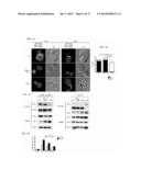 COMPOSITIONS TARGETING PKC-THETA AND USES AND METHODS OF TREATING     PKC-THETA PATHOLOGIES, ADVERSE IMMUNE RESPONSES AND DISEASES diagram and image