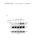 COMPOSITIONS TARGETING PKC-THETA AND USES AND METHODS OF TREATING     PKC-THETA PATHOLOGIES, ADVERSE IMMUNE RESPONSES AND DISEASES diagram and image