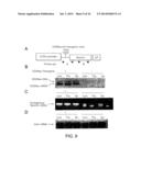 MANIPULATION OF REGULATORY T CELL AND DC FUNCTION BY TARGETING NEURITIN     GENE USING ANTIBODIES, AGONISTS AND ANTAGONISTS diagram and image