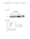 MANIPULATION OF REGULATORY T CELL AND DC FUNCTION BY TARGETING NEURITIN     GENE USING ANTIBODIES, AGONISTS AND ANTAGONISTS diagram and image