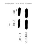 COMPOSITION FOR TREATING OBESITY AND DIABETES AND FOR INCREASING MUSCLE     MASS AND IMPROVING CAPACITY FOR EXERCISE, COMPRISING EXTRACTS OF PIPER     RETROFRACTUM VAHL. FRUITS AS ACTIVE INGREDIENTS diagram and image