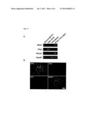 MECP2E1 GENE diagram and image