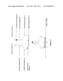 POLYNUCLEOTIDE PRIMERS AND PROBES diagram and image