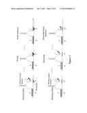 POLYNUCLEOTIDE PRIMERS AND PROBES diagram and image