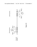 POLYNUCLEOTIDE PRIMERS AND PROBES diagram and image