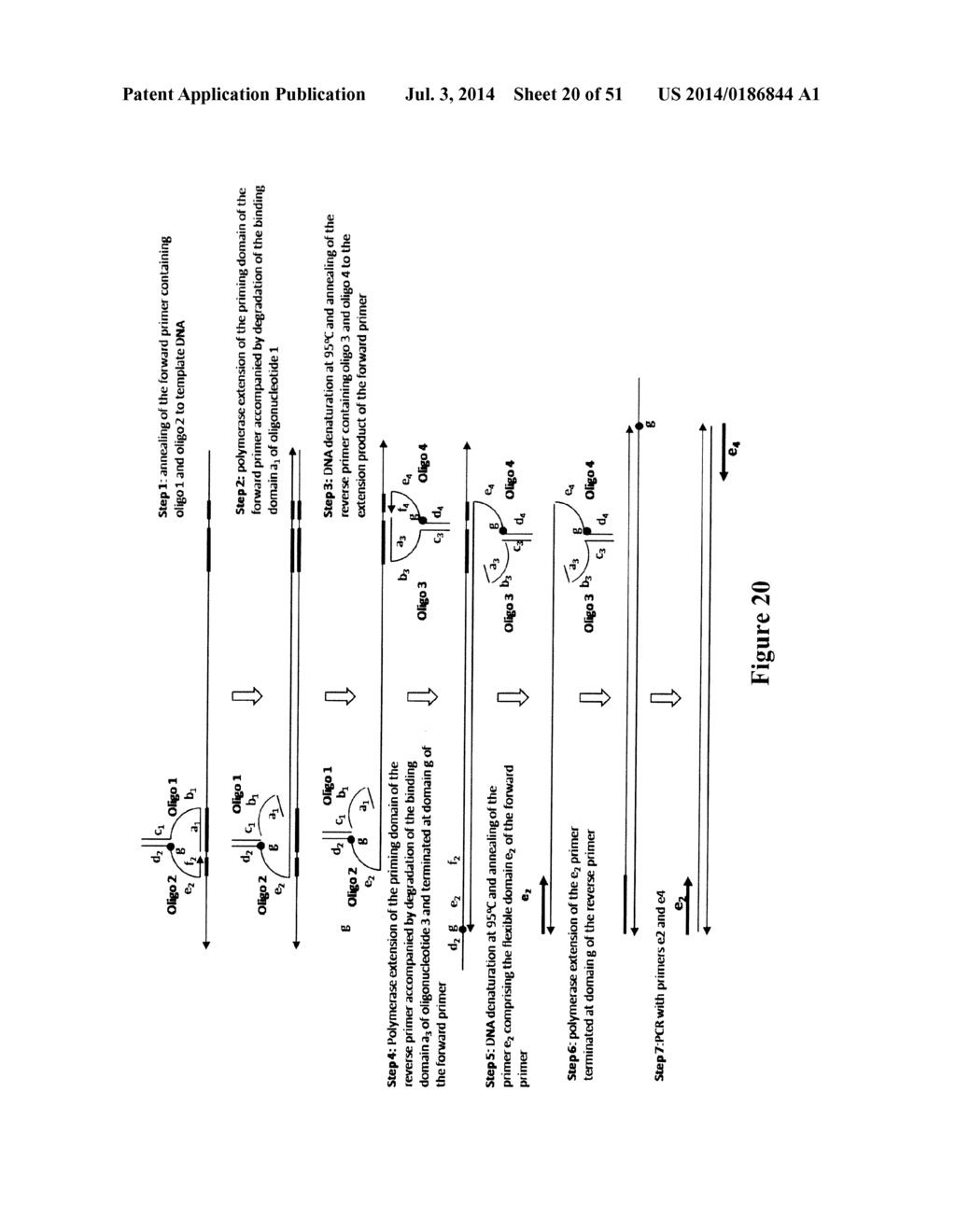 POLYNUCLEOTIDE PRIMERS AND PROBES - diagram, schematic, and image 21