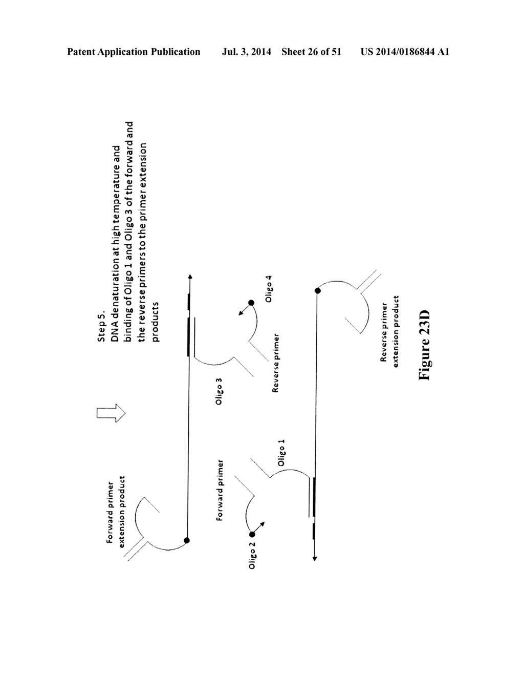 POLYNUCLEOTIDE PRIMERS AND PROBES - diagram, schematic, and image 27