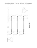 POLYNUCLEOTIDE PRIMERS AND PROBES diagram and image