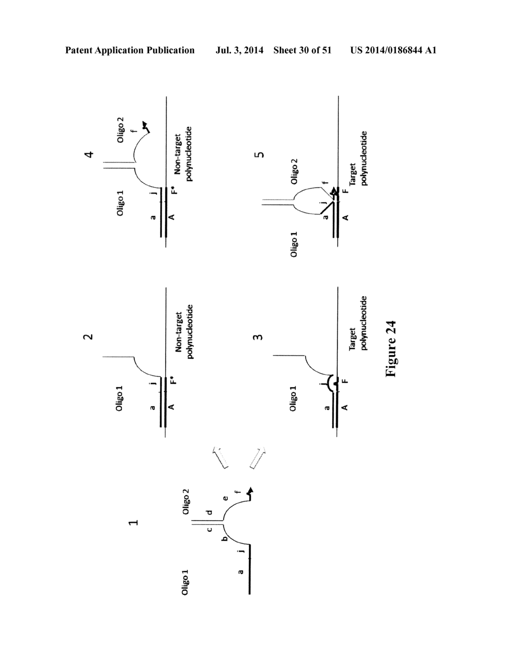 POLYNUCLEOTIDE PRIMERS AND PROBES - diagram, schematic, and image 31