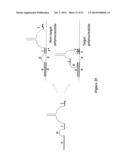 POLYNUCLEOTIDE PRIMERS AND PROBES diagram and image