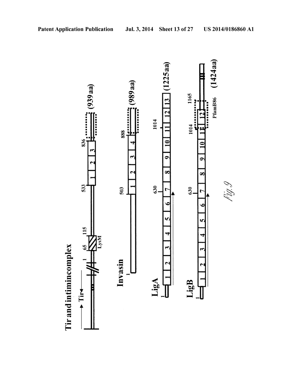 NOVEL IMMUNOGENIC PROTEINS OF LEPTOSPIRA - diagram, schematic, and image 14