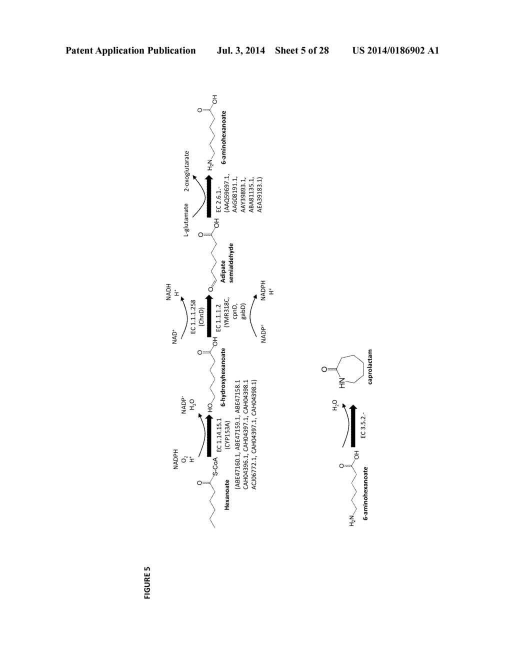 METHODS OF PRODUCING 6-CARBON CHEMICALS VIA CoA-DEPENDENT CARBON CHAIN     ELONGATION ASSOCIATED WITH CARBON STORAGE - diagram, schematic, and image 06