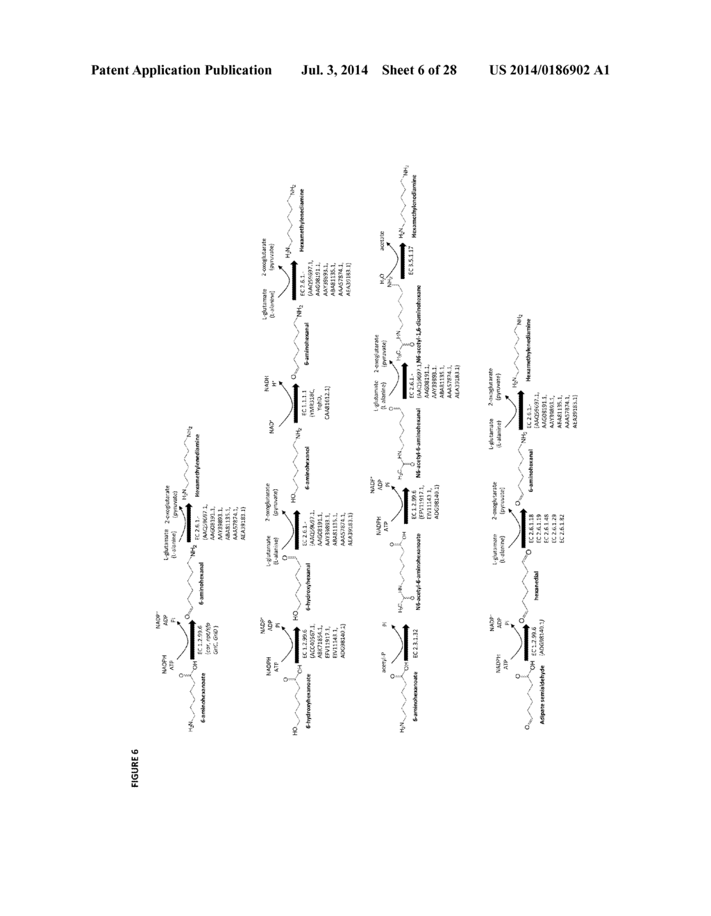 METHODS OF PRODUCING 6-CARBON CHEMICALS VIA CoA-DEPENDENT CARBON CHAIN     ELONGATION ASSOCIATED WITH CARBON STORAGE - diagram, schematic, and image 07