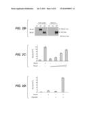 Compositions for Diagnosis and Therapy of Diseases Associated with     Aberrant Expression of Futrins (R-Spondins) and/or Wnt diagram and image