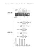 Compositions for Diagnosis and Therapy of Diseases Associated with     Aberrant Expression of Futrins (R-Spondins) and/or Wnt diagram and image