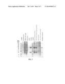 COMPOUNDS AND METHODS FOR PURIFICATION OF SERINE PROTEASES diagram and image