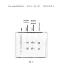 COMPOUNDS AND METHODS FOR PURIFICATION OF SERINE PROTEASES diagram and image