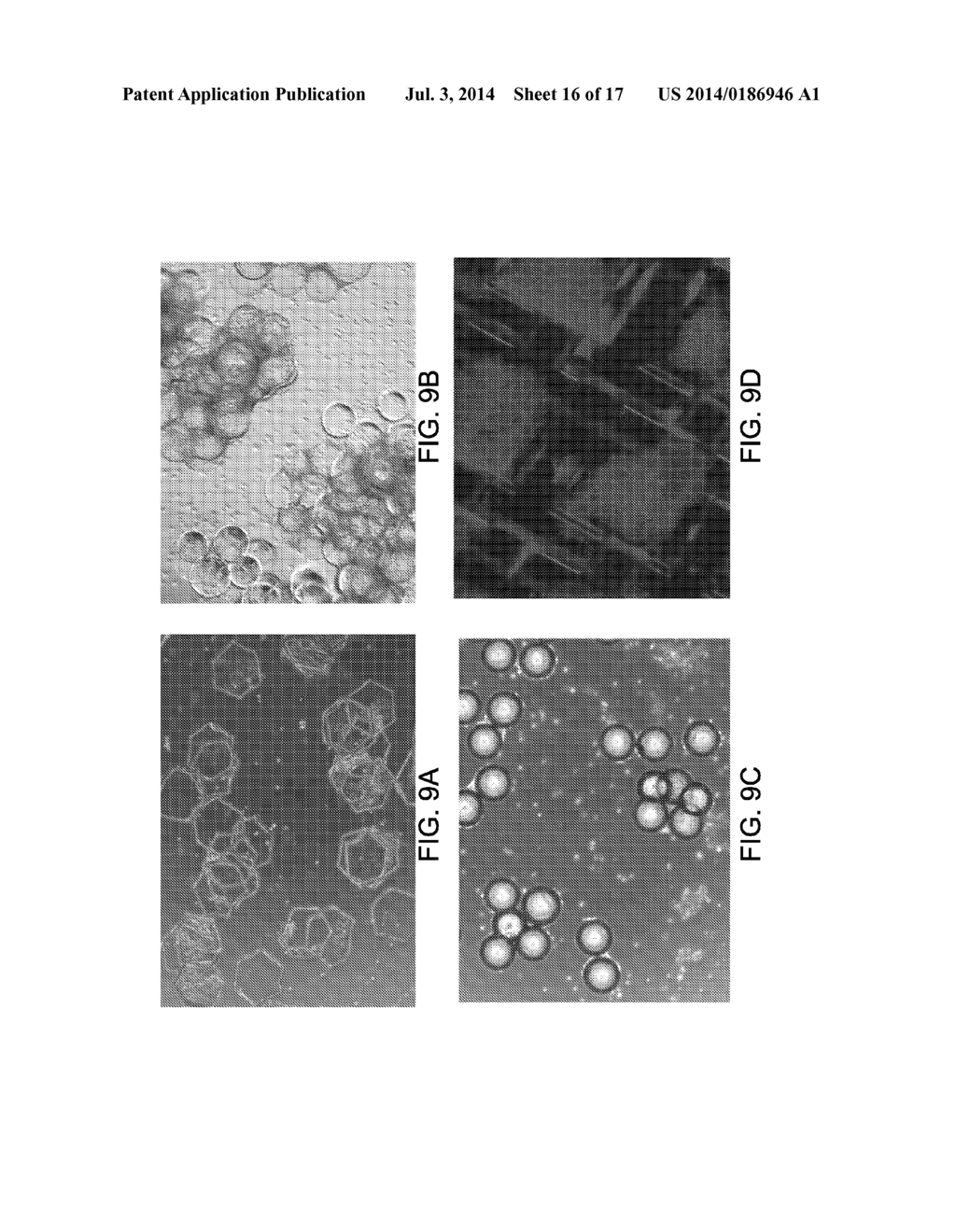 CELL CARRIER, ASSOCIATED METHODS FOR MAKING CELL CARRIER AND CULTURING     CELLS USING THE SAME - diagram, schematic, and image 17