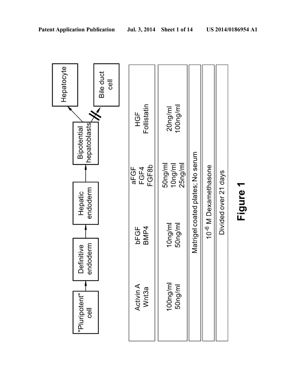 Optimized Methods for Differentiation of Cells Into Cells with Hepatocyte     and Hepatocyte Progenitor Phenotypes, Cells Produced by the Methods, and     Methods for Using the Cells - diagram, schematic, and image 02