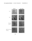 NANOCOMPOSITE MATERIALS BASED ON METAL OXIDES HAVING MULTI-FUNCTIONAL     PROPERTIES diagram and image