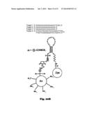 METHODS USING A NONLINEAR OPTICAL TECHNIQUE FOR DETECTION OF INTERACTIONS     INVOLVING A CONFORMATIONAL CHANGE diagram and image