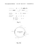 BOROPEPTIDE INHIBITORS OF ENTEROPEPTIDASE AND THEIR USES IN TREATMENT OF     OBESITY, OVERWEIGHT AND/OR DISEASES ASSOCIATED WITH AN ABNORMAL FAT     METABOLISM diagram and image