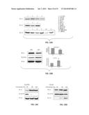 NA/K-ATPASE-DERIVED PEPTIDE SRC INHIBITORS AND OUABAIN ANTAGONISTS AND     USES THEREOF diagram and image