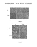 NA/K-ATPASE-DERIVED PEPTIDE SRC INHIBITORS AND OUABAIN ANTAGONISTS AND     USES THEREOF diagram and image