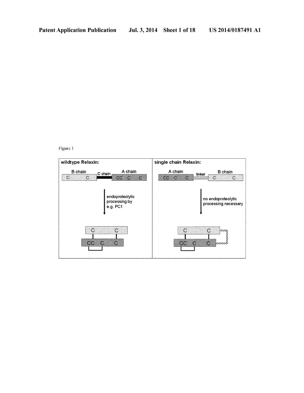 RELAXIN FUSION POLYPEPTIDES AND USES THEREOF - diagram, schematic, and image 02