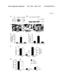 MOLECULAR ACTIVATORS OF THE WNT/BETA-CATENIN PATHWAY diagram and image