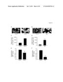 MOLECULAR ACTIVATORS OF THE WNT/BETA-CATENIN PATHWAY diagram and image