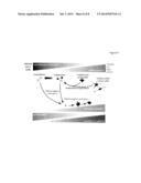 MOLECULAR ACTIVATORS OF THE WNT/BETA-CATENIN PATHWAY diagram and image