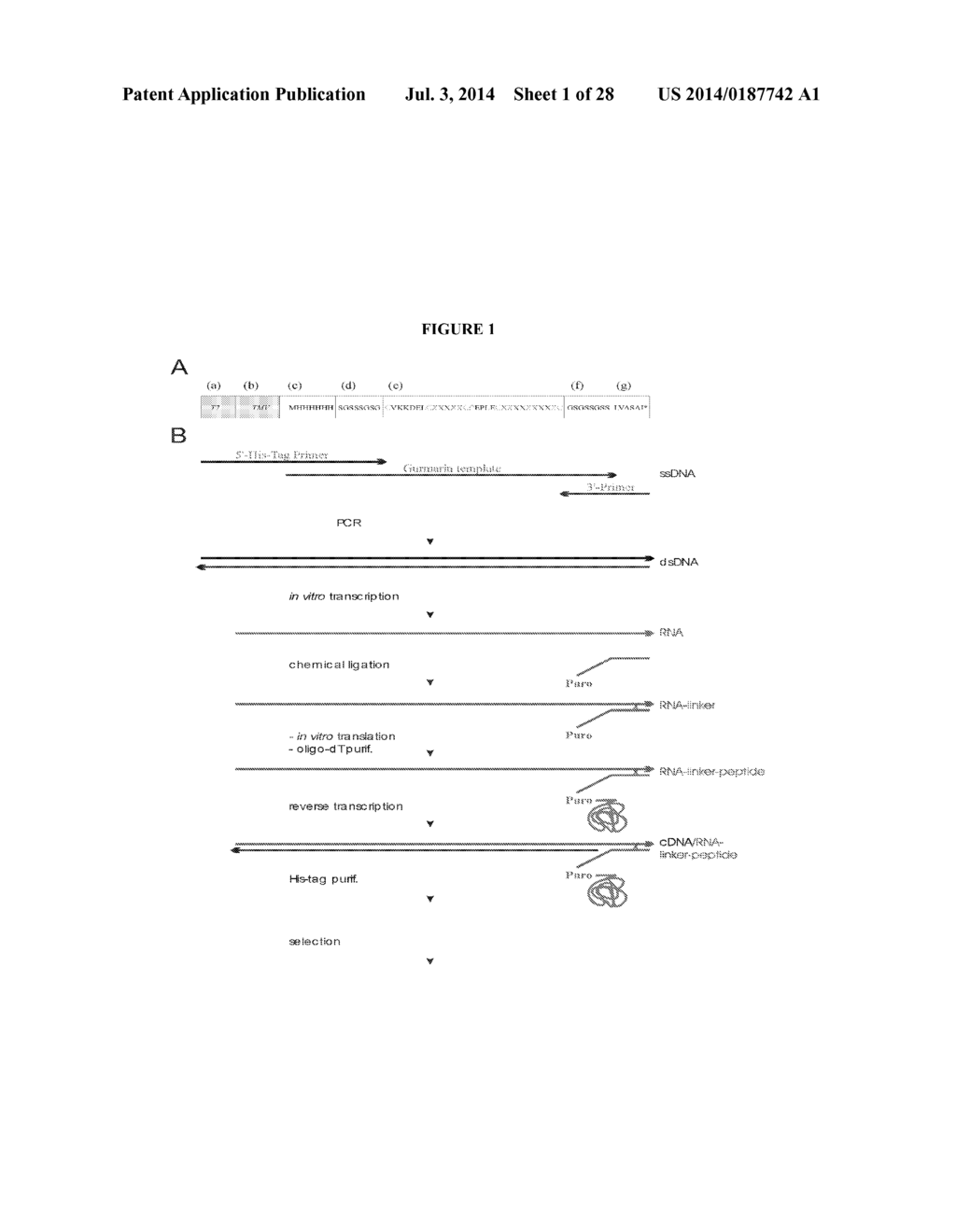 Methods for Purifying Pertussis Toxin and Peptides Useful Therefor - diagram, schematic, and image 02