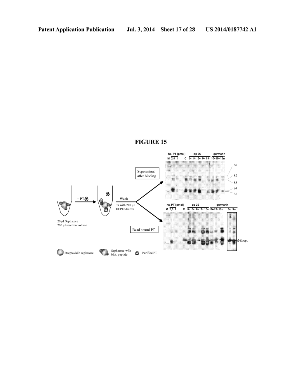 Methods for Purifying Pertussis Toxin and Peptides Useful Therefor - diagram, schematic, and image 18