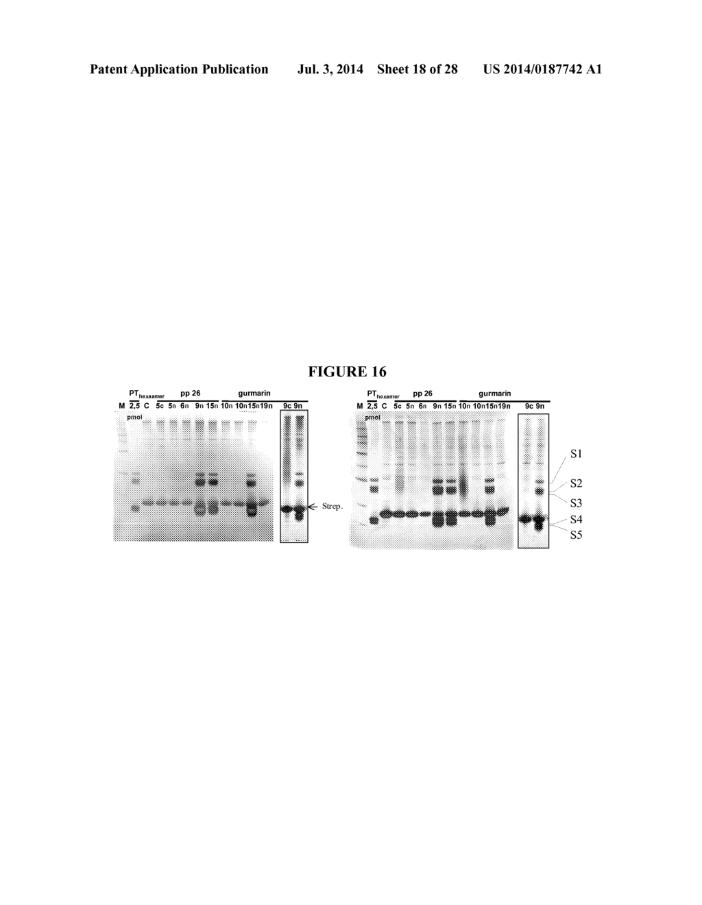 Methods for Purifying Pertussis Toxin and Peptides Useful Therefor - diagram, schematic, and image 19