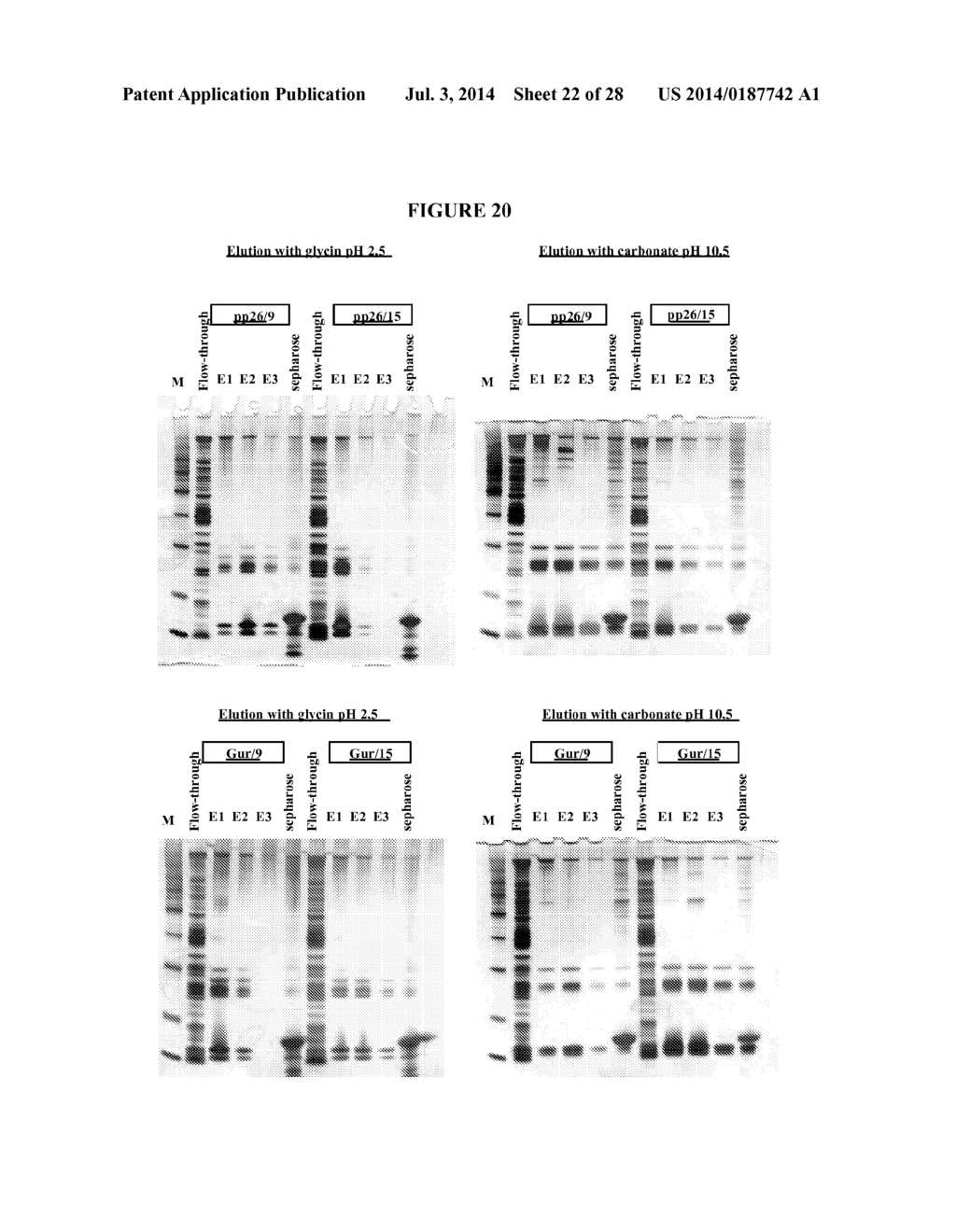 Methods for Purifying Pertussis Toxin and Peptides Useful Therefor - diagram, schematic, and image 23