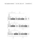 ANTIGENIC COMPOSITIONS AND USE OF SAME IN THE TARGETED DELIVERY OF NUCLEIC     ACIDS diagram and image