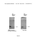 ANTIGENIC COMPOSITIONS AND USE OF SAME IN THE TARGETED DELIVERY OF NUCLEIC     ACIDS diagram and image