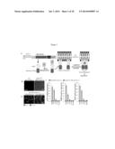 TRANSGENIC ANIMALS CAPABLE OF BEING INDUCED TO DELETE SENESCENT CELLS diagram and image