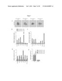 TRANSGENIC ANIMALS CAPABLE OF BEING INDUCED TO DELETE SENESCENT CELLS diagram and image