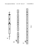 miRNA-REGULATED DIFFERENTIATION-DEPENDENT SELF-DELETING CASSETTE diagram and image