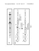 miRNA-REGULATED DIFFERENTIATION-DEPENDENT SELF-DELETING CASSETTE diagram and image